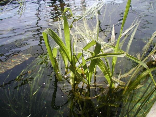 Цицания водяная фото