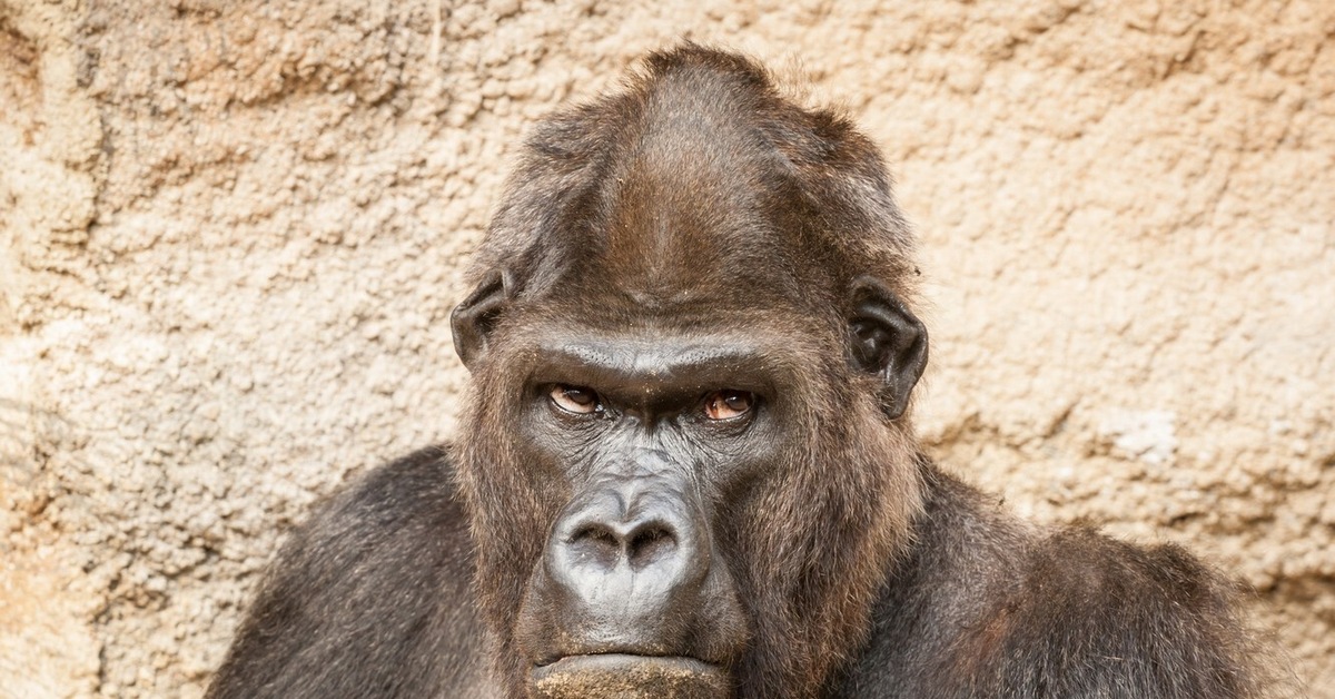 Мемные обезьяны. Хмурая обезьяна. Серьезная обезьяна. Взгляд обезьяны. Лицо гориллы.