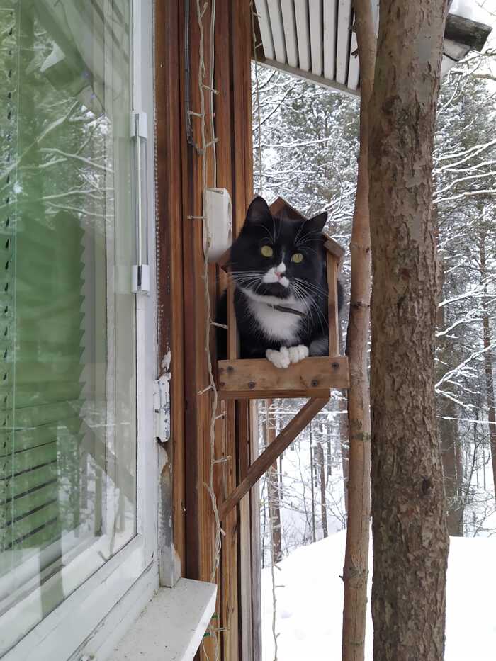 Ответ на пост «Конкурс: лучший кот Пикабу»