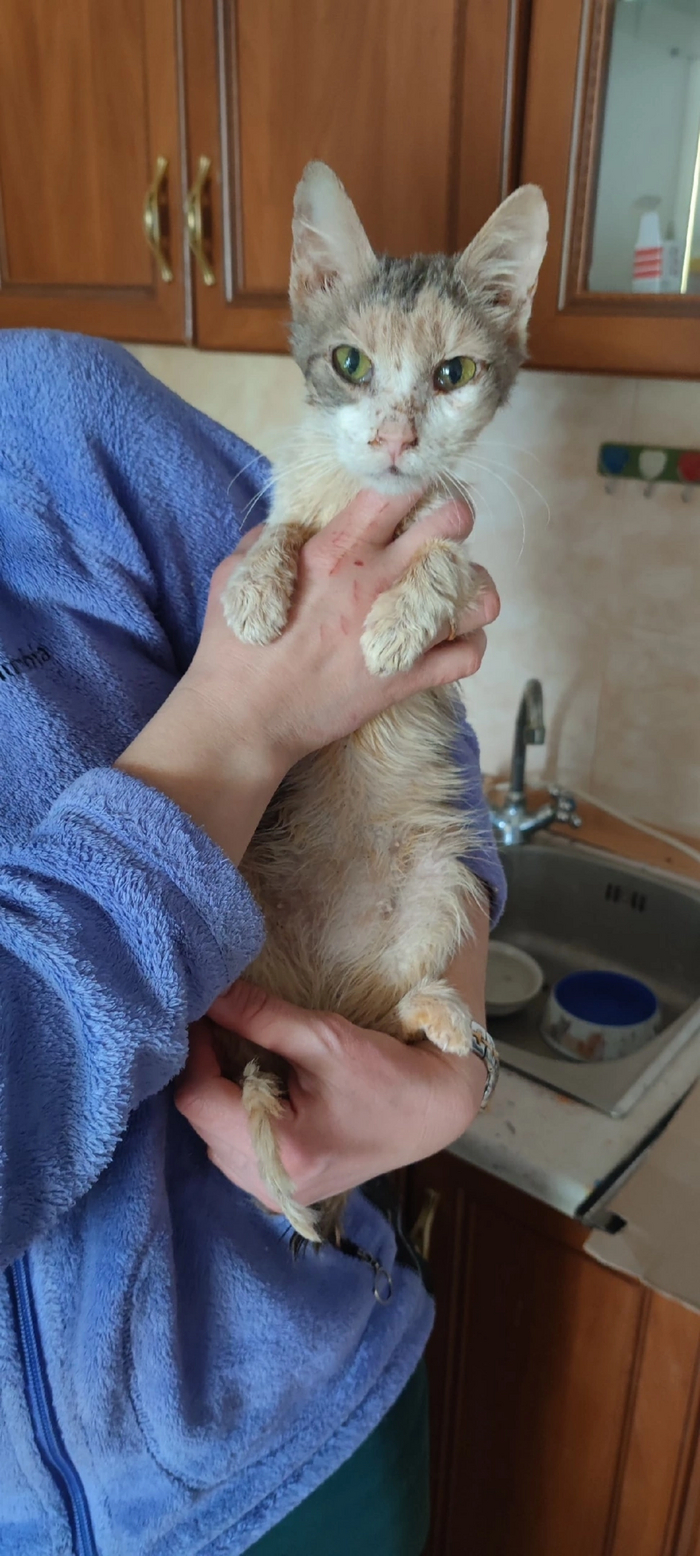 История о том, как вскрыли квартиру умершей собирательницы котов ...