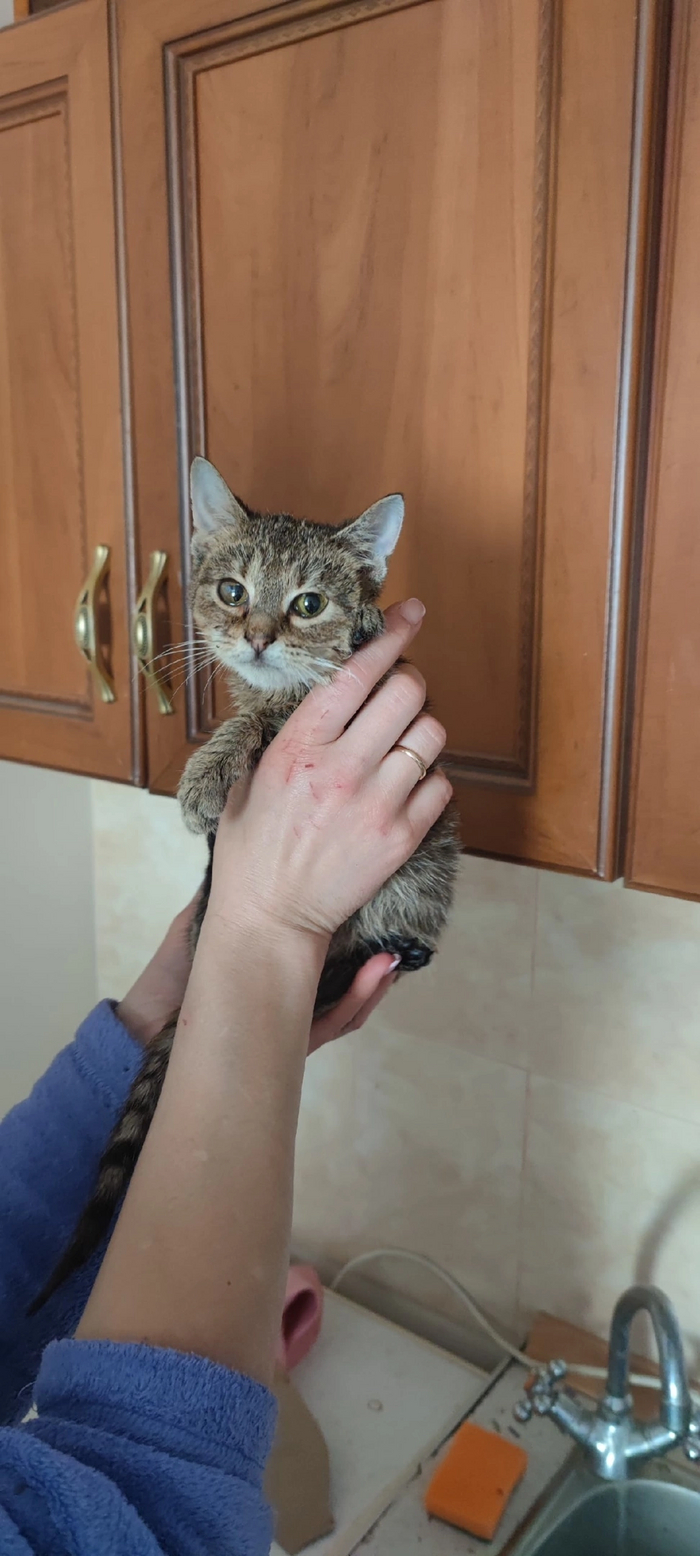 История о том, как вскрыли квартиру умершей собирательницы котов ...