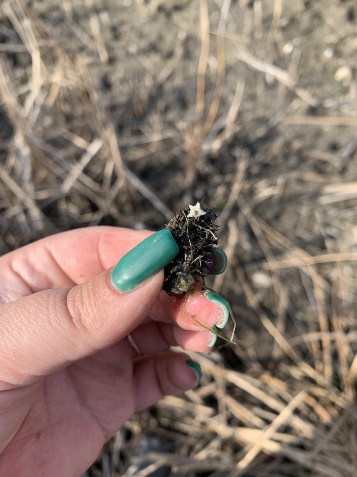 Чья это кладка? | Пикабу