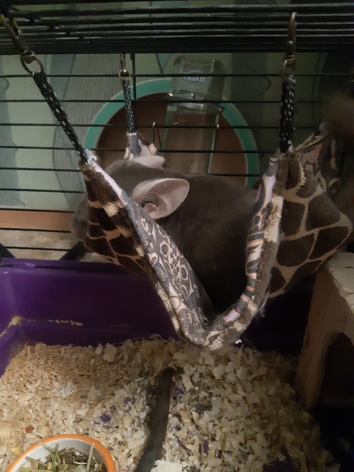 И чьи же ушки торчат, кто тут у нас спрятался в гамачке...