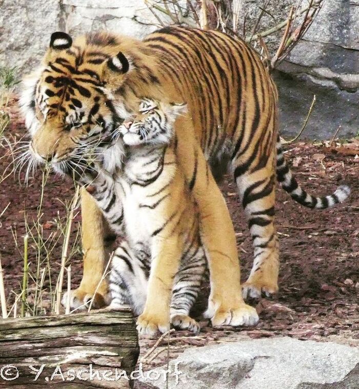 Суматранский тигр Jae Jae с одной из дочерей Суматранский тигр, Тигр, Вымирающий вид, Большие кошки, Семейство кошачьих, Хищные животные, Дикие животные, Зоопарк, Фотография, Тигрята