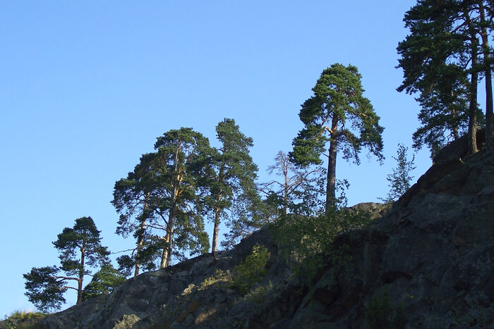 ... и на камнях растут деревья