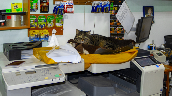 Вася и ксероксы