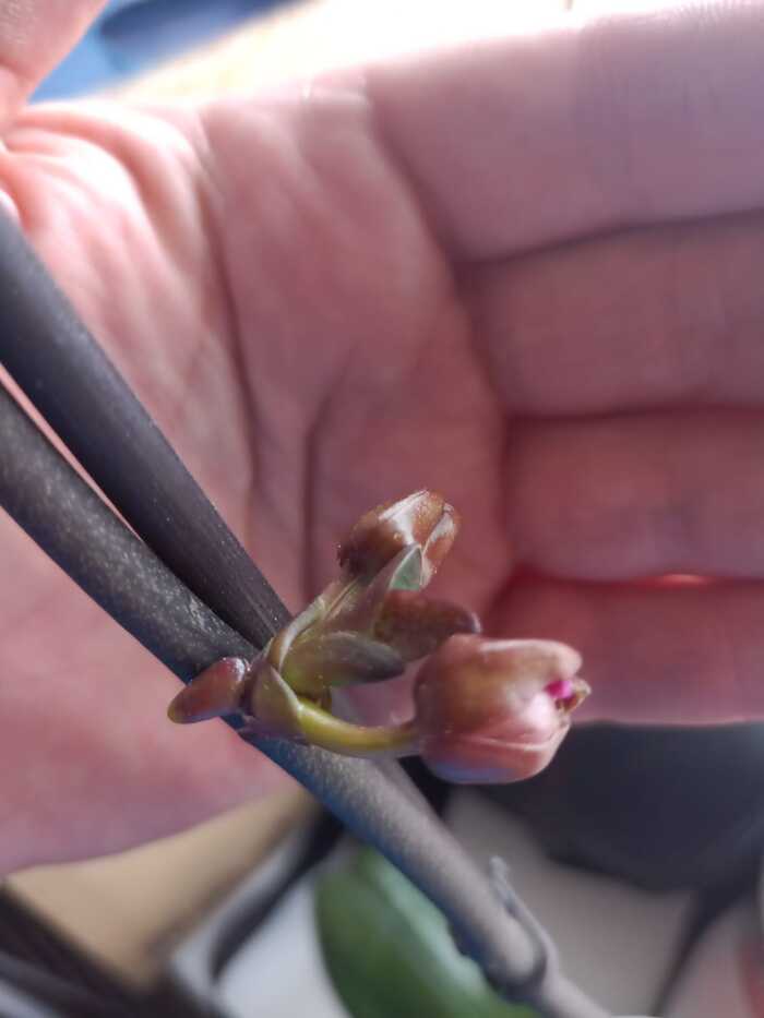 Детка орхидеи (от почки до горшочка) Фаленопсис, Орхидеи, Детка, Выращивание, Длиннопост, Цветы