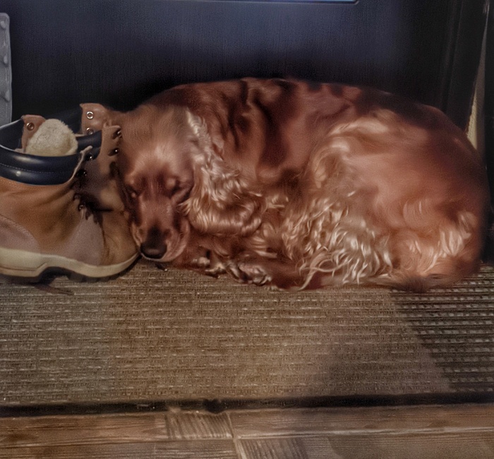 Когда хозяйские ботинки мягче пуховых перин