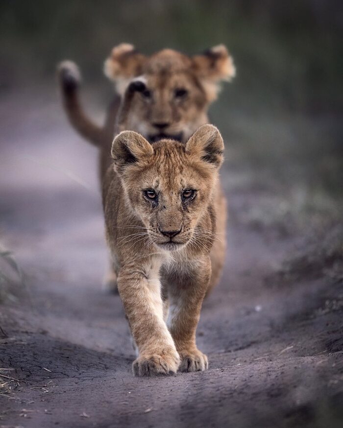 Уступи дорогу!