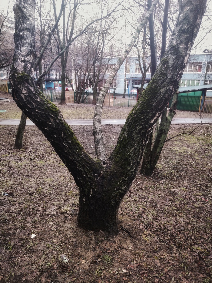 Дерево Пикабушника