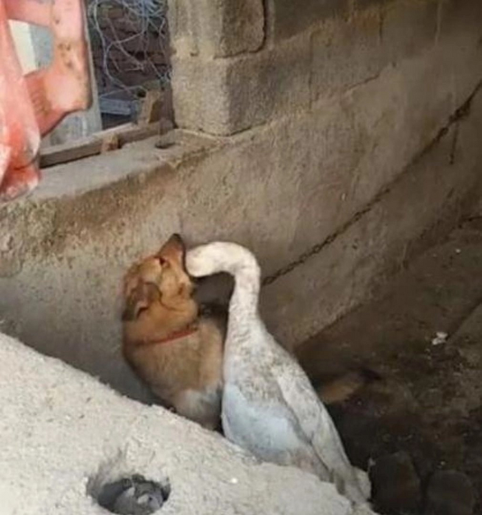 Cursed images RE#034