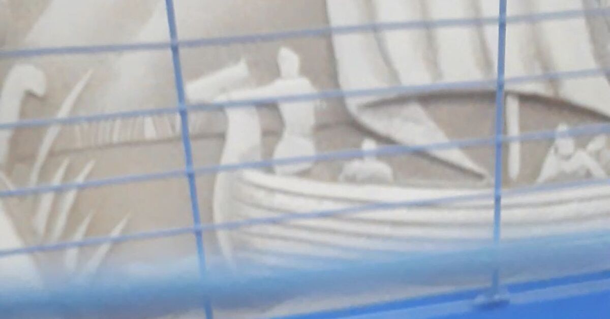 Скинни (морская свинка) | Пикабу