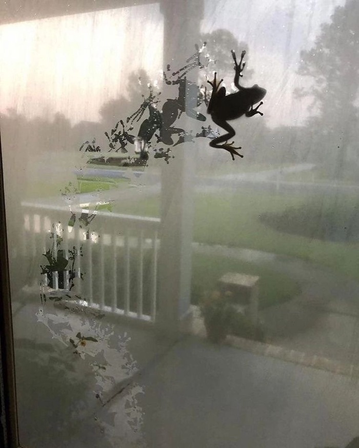 Лягушка, которая любит мыть окна…