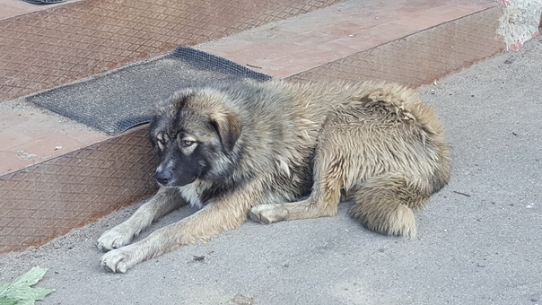 История спасения.. и одиночества одной собаки