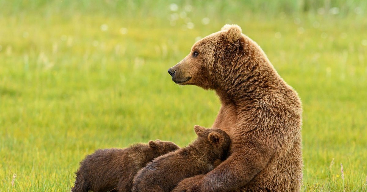 Почему у медведя нет мамы. Медведь Пестун. Бурый медведь. Медвежата. Медведь Медведица Медвежонок.