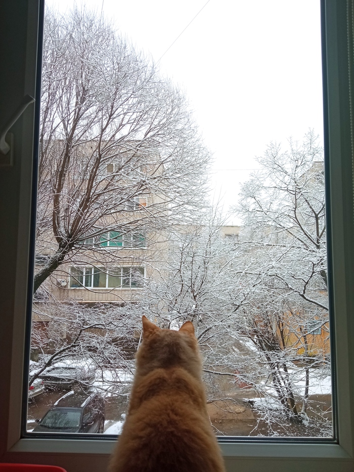 Человек и кошка плачут у окошка