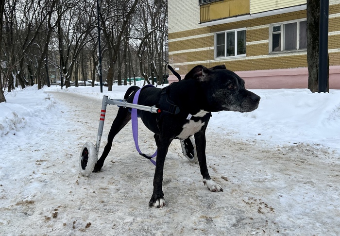 �������� ��������� ������� �� RunningPets