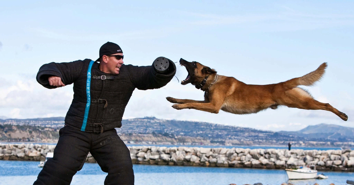 Working dog. Малинуа в прыжке. Малинуа ЗКС. Малинуа фигурант. Малинуа дрессировка.