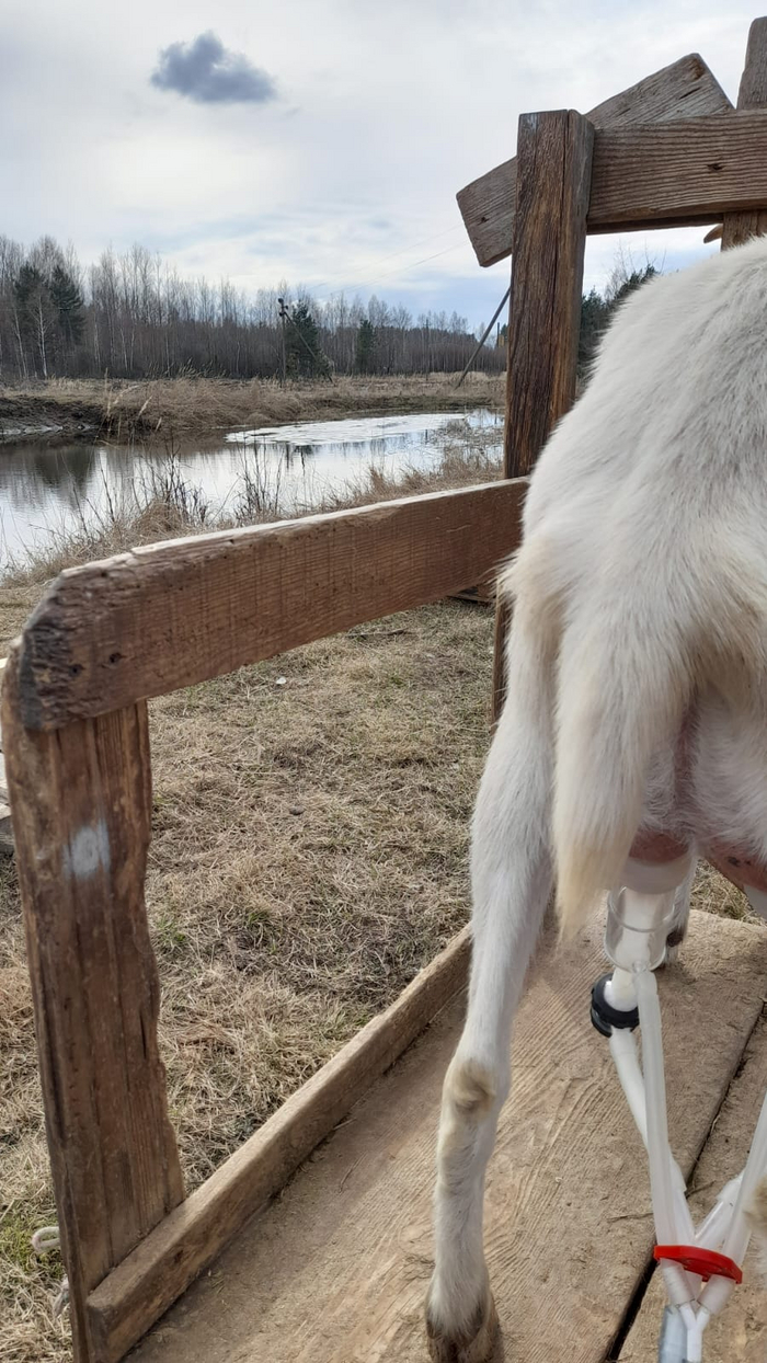 Набережная коз