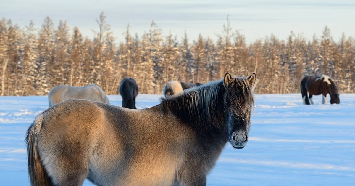 Зебра якутия. Аборигенная Якутская лошадь. Якутская лошадь Саха Якутия. Мышастая Якутской лошади. Саха Ата Якутская лошадь.