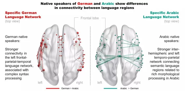 Разный мозг у носителей разных языков Психотерапия, Внутренний диалог, Саморазвитие, Мозг, Познавательно