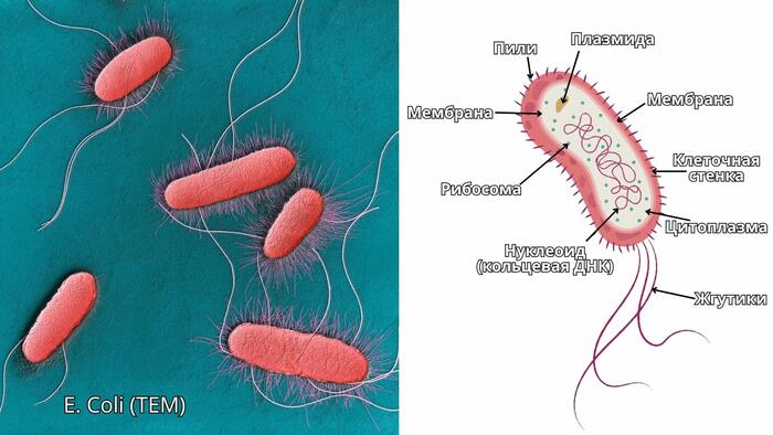 Кишечная палочка под микроскопом | Пикабу