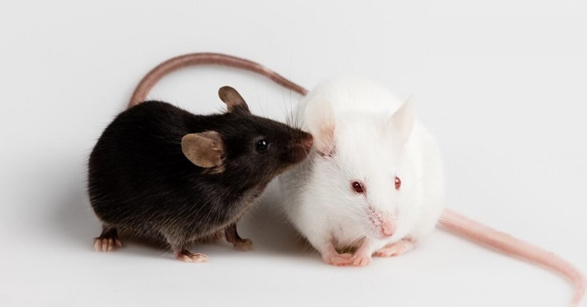 Развитие мышей. Декоративные мыши. Две крысы черная и белая. Черная мышь. Черная и белая крыса.