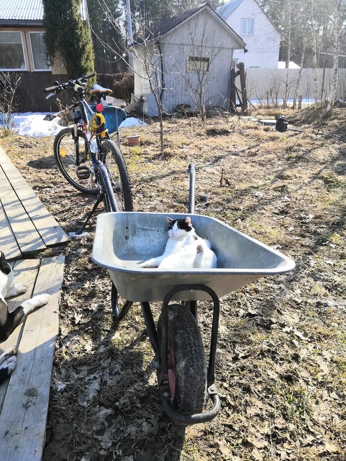 Солнечная хоба :)