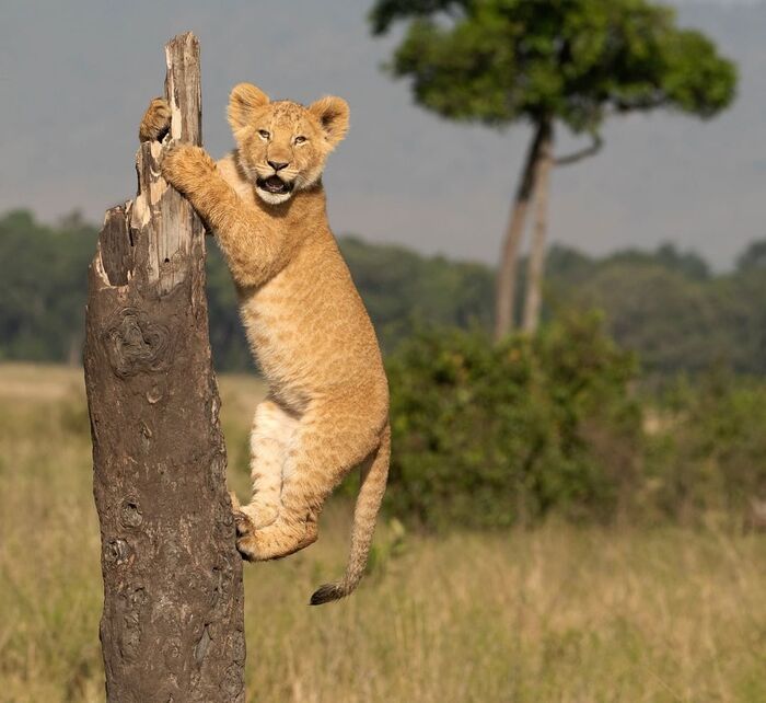 Покоритель вершины