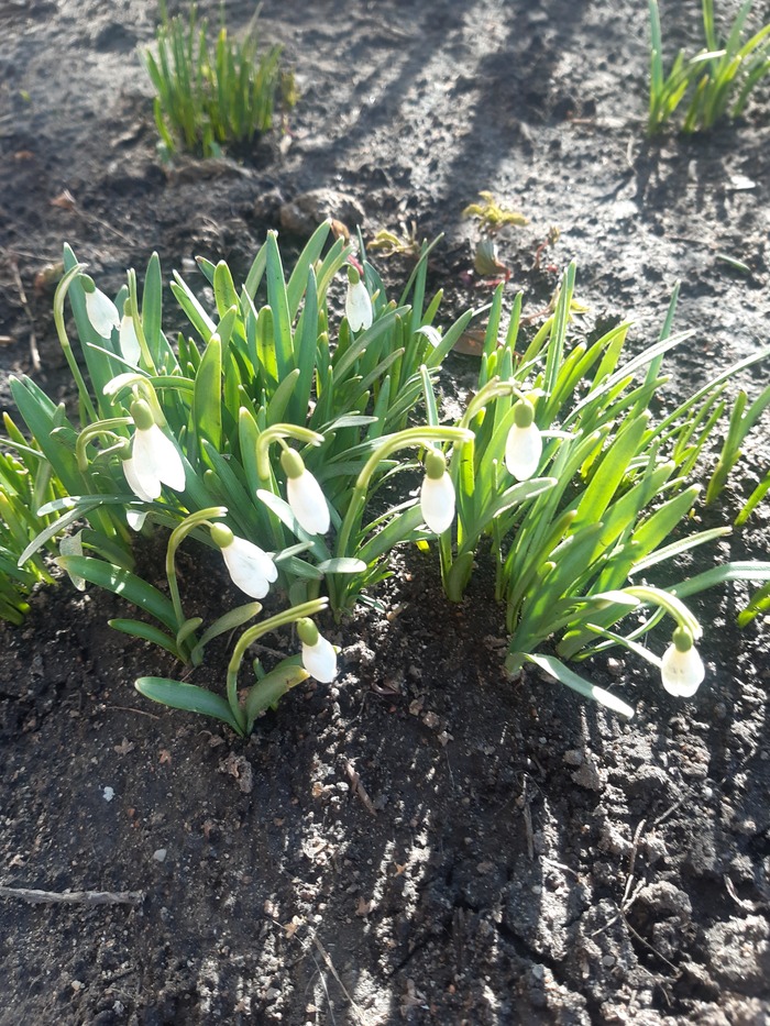 Первые весенние цветочки в городе