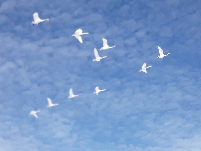 Уважаемые Дамы и Господа, оцените, какое чудное явление, удалось давеча лицезреть !