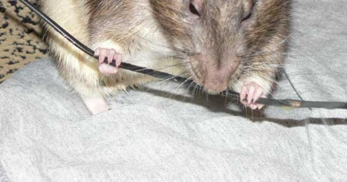 К чему снится мышь укусила. Крыса перегрызла кабель. Мышь перегрызла кабель. Мышь перегрызла проводку. Ручная крыса.