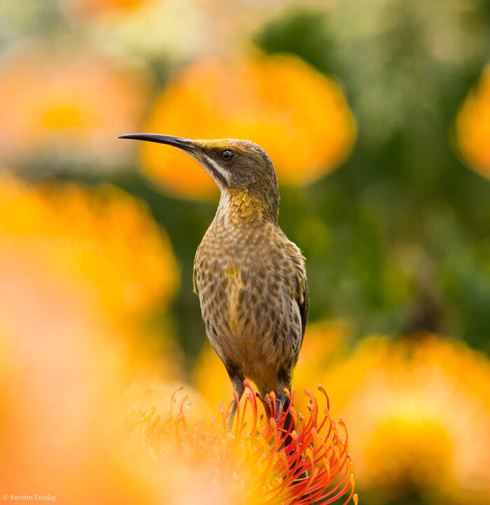 Капский сахарный медосос