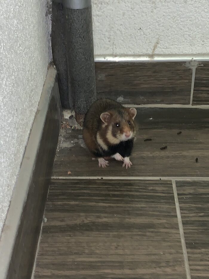 Что за зверь?