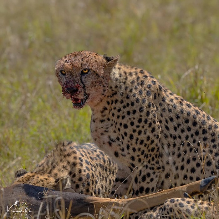 Жутковатый взгляд