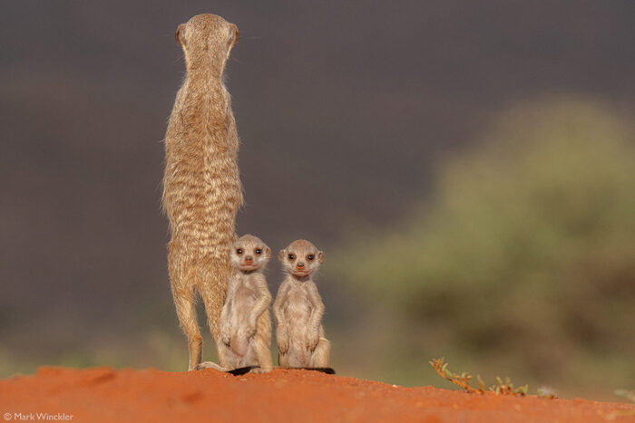 Юные сурикаты обучаются охранному делу