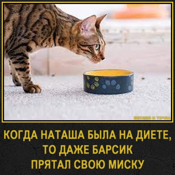 Кошка накакала на кровать во сне