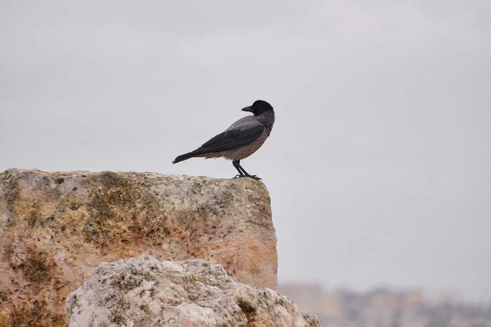 Иордания - про добродушных людей Арабская ночь, Ближний Восток, Иордания, Добрые люди, Гранатовый сок, Длиннопост, Фотография Иордания - про добродушных людей Арабская ночь, Ближний Восток, Иордания, Добрые люди, Гранатовый сок, Длиннопост, Фотография