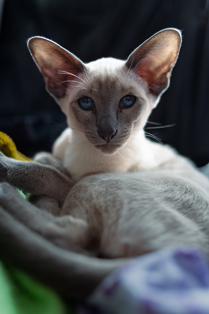 �������� ��������