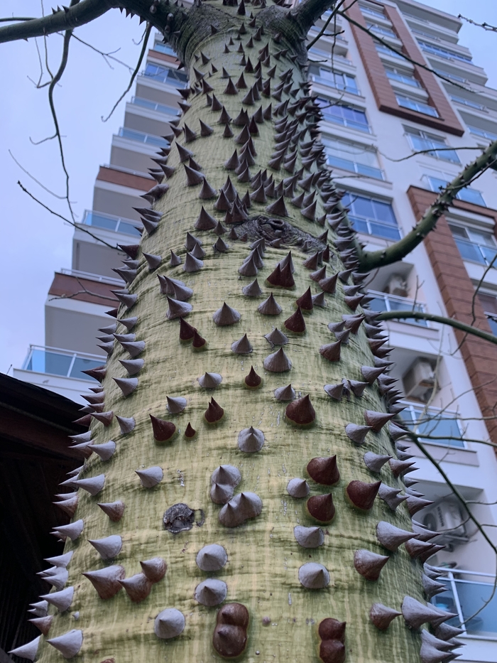 Я в прошлой жизни