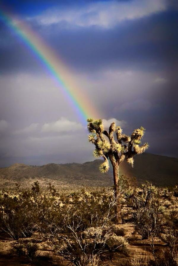 Rainbow , 