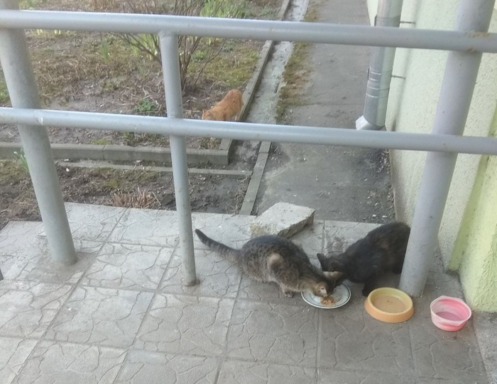 Ложная тревога; или не ложная! Кот, Двор, Кормушка, Бездомные животные