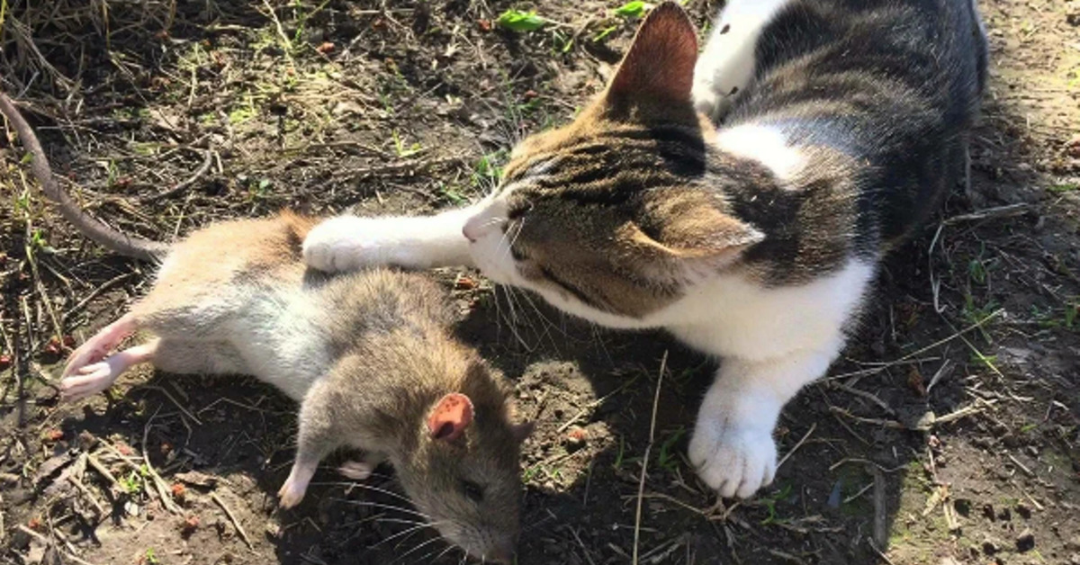 Есть ли мышь мышь. Кошка поймала крысу. Кошка охотится на крысу.