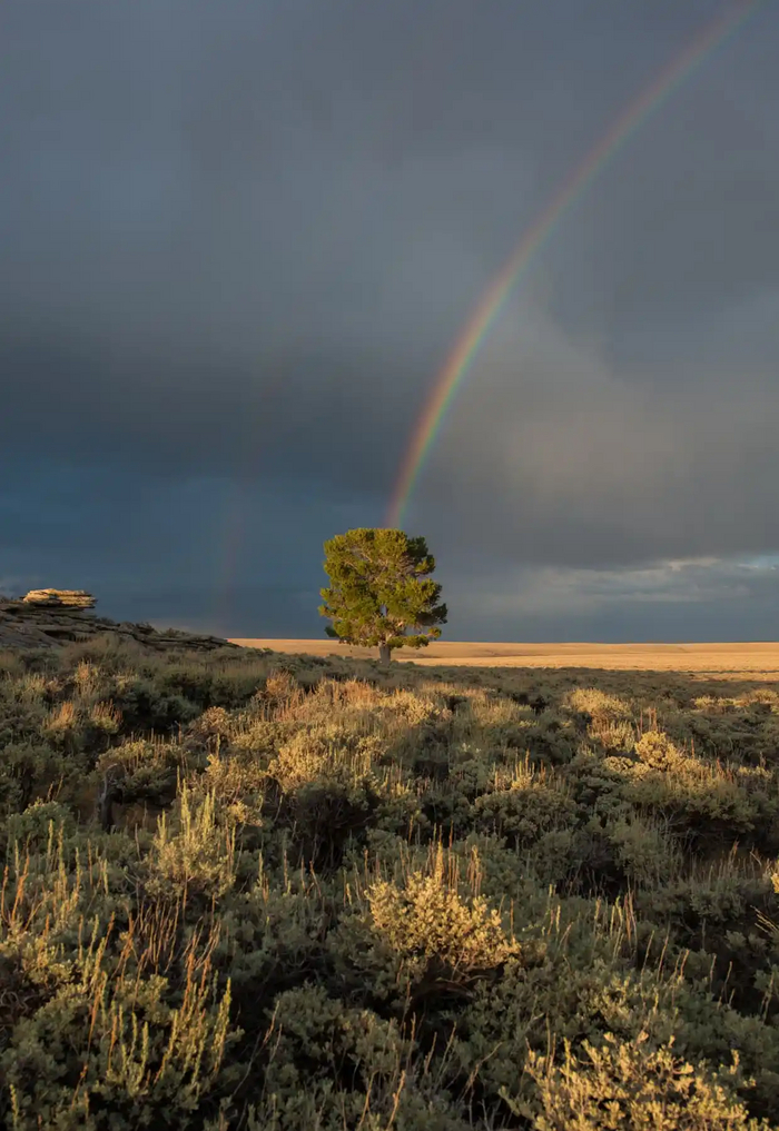 Rainbow , 