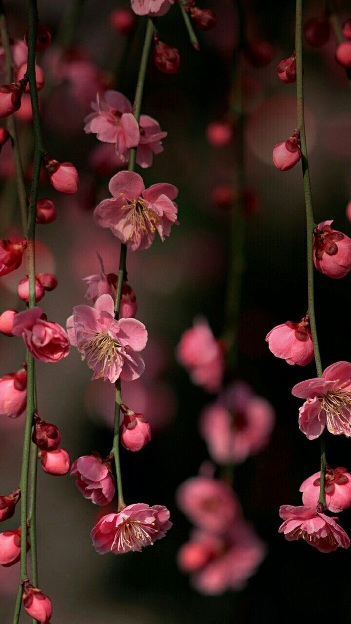 Flower... , 