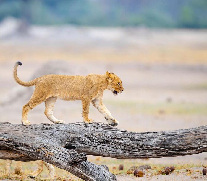 Ох, бревно кончается, сейчас я упаду!