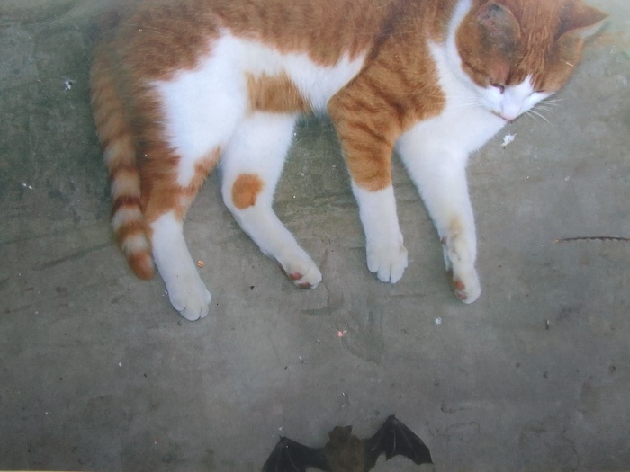 И мышь не проскочит( даже летучая)