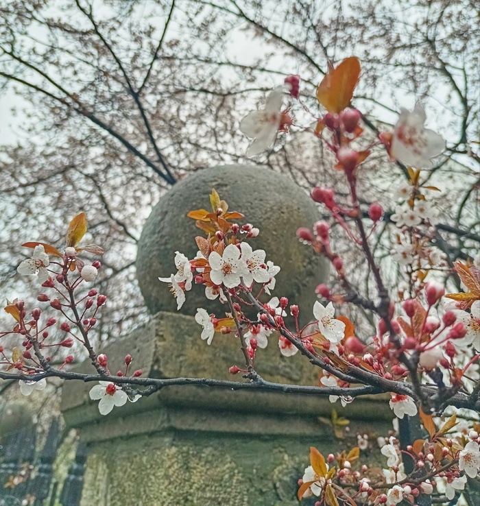 Весна в Ессентуках