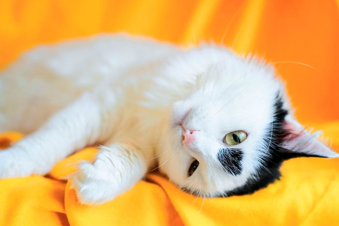 Сердечный котик Снежок