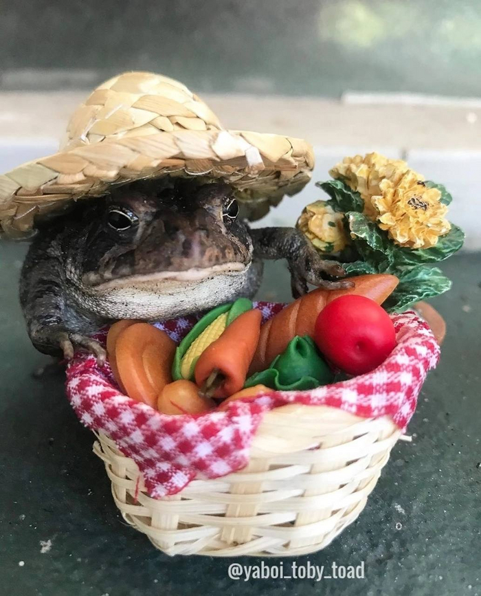   , It Is Wednesday My Dudes, , 